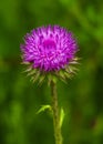 Thistle. pink milk thistle flower in bloom in spring. Royalty Free Stock Photo