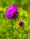 Thistle. pink milk thistle flower in bloom in spring. Royalty Free Stock Photo