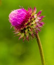 Thistle. pink milk thistle flower in bloom in spring Royalty Free Stock Photo