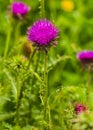 Thistle. pink milk thistle flower in bloom in spring Royalty Free Stock Photo