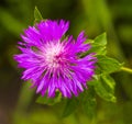 thistle. pink milk thistle flower in bloom in spring. Single Thistle Flower in Bloom in the field. Pink thistle flower Royalty Free Stock Photo