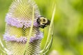 A Thistle Plant with a Bumblebee on Its Flower Head Royalty Free Stock Photo