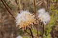 Thistle plant after blooming