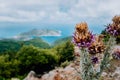 Thistle plant flower on blurred rocky shore line background on Kefalonia island, Greece, Europe Royalty Free Stock Photo