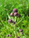 Thistle plant flower Royalty Free Stock Photo