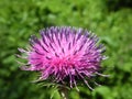 Thistle plant flower Royalty Free Stock Photo