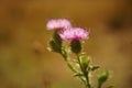 thistle plant grows in sunny autumn garden Royalty Free Stock Photo