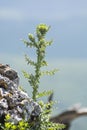 Thistle plant, Vapenna - Rostun hill, Little Carpathians, Slovakia Royalty Free Stock Photo