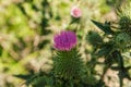Thistle plant, the violet colors of the flower contrast with the greens of the plants Royalty Free Stock Photo