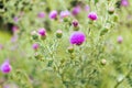 Thistle plants on green background