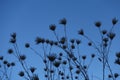 Thistle plants with flowers blue hour nature Royalty Free Stock Photo