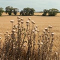 Thistle plants growing at a wheat field.