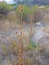 Thistle Plants