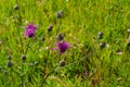 Thistle plants