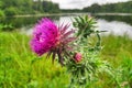 Thistle on the pondside Royalty Free Stock Photo