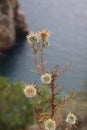 Thistle is prickly against the background of rocks and the Mediterranean Sea.