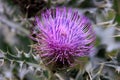 Thistle-prickly beauty with a modest lilac Corolla has such a fighting character that even devils Royalty Free Stock Photo