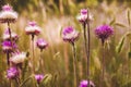 Thistle purple flower green thorn nature plant Royalty Free Stock Photo