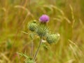 Thistle purple flower Royalty Free Stock Photo