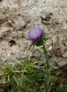 Thistle on the rocks