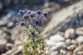 Thistle in the rocks