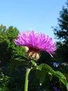 `Thistle urban stately in fluffy pink hat`