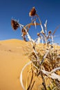 Thistle and Sand Dunes Royalty Free Stock Photo