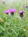 Thistle, Scotland