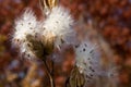 Thistle Seed Fluff Dispersing in Autumn