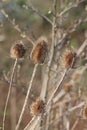 Thistle seed head in close up with blurred back ground Royalty Free Stock Photo