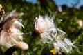 Thistle seed head in the sun Royalty Free Stock Photo