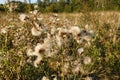 thistle seed head Royalty Free Stock Photo