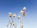 Thistle seed heads Royalty Free Stock Photo