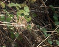 Thistle Seed heads in Autumn sunshine Royalty Free Stock Photo