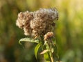Thistle Seed heads in Autumn sunshine Royalty Free Stock Photo