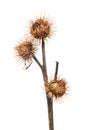 Thistle seed heads Royalty Free Stock Photo