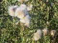 Thistle Seed Heads in Hedge Royalty Free Stock Photo