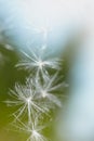 Thistle seeds bokeh background. Fluffy seeds. Abstract natural blurred background.Fluffy Thistle Seeds