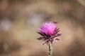 Bee flying over a purple milk thistle, pollinizing the flower.