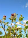 Thistle&sky