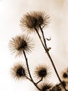 Thistle on sky background Royalty Free Stock Photo