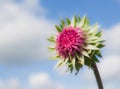 Thistle on sky background Royalty Free Stock Photo