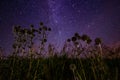 thistle spike balls on starry summer night night background