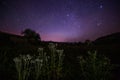 thistle spike balls on starry summer night night background