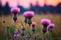 Thistle summer background Royalty Free Stock Photo