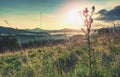 Thistle in the sunset at the meadow Royalty Free Stock Photo