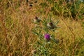 Thistle surprise