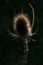 Thistle teasel (Dipsacus fullonum) backlit Royalty Free Stock Photo