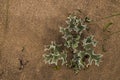 Thistle type plant in sand soil