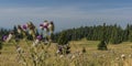 Thistle under Velky Choc hill in north Slovakia in summer